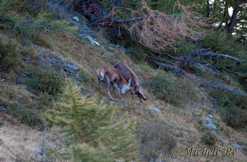 PASSIONE PER IL CERVO